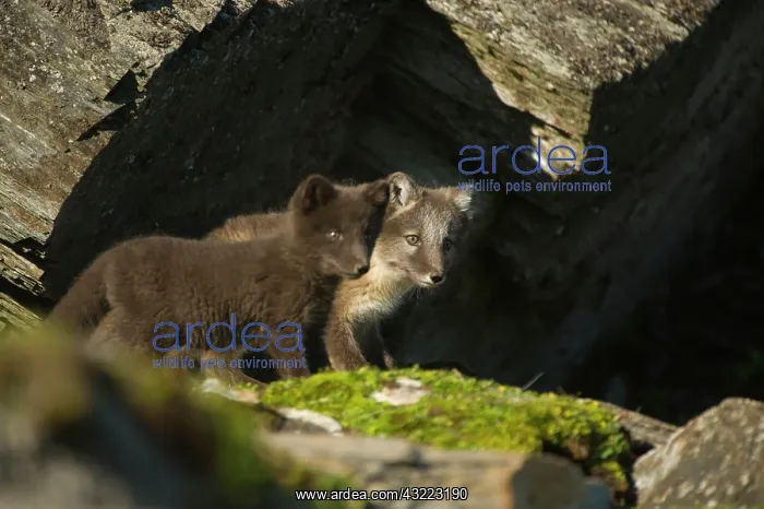 : Norway, western Spitsbergen. Arctic fox : Norway, western Spitsbergen. Arctic fox
