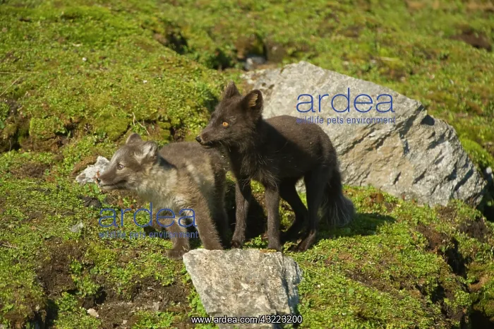: Norway, western Spitsbergen. Arctic fox : Norway, western Spitsbergen. Arctic fox