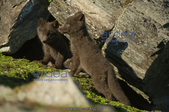 : Norway, western Spitsbergen. Arctic fox : Norway, western Spitsbergen. Arctic fox