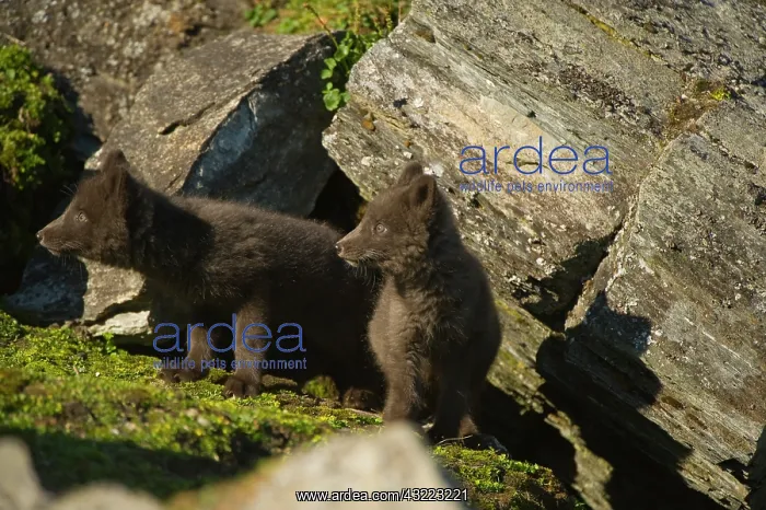 : Norway, western Spitsbergen. Arctic fox : Norway, western Spitsbergen. Arctic fox