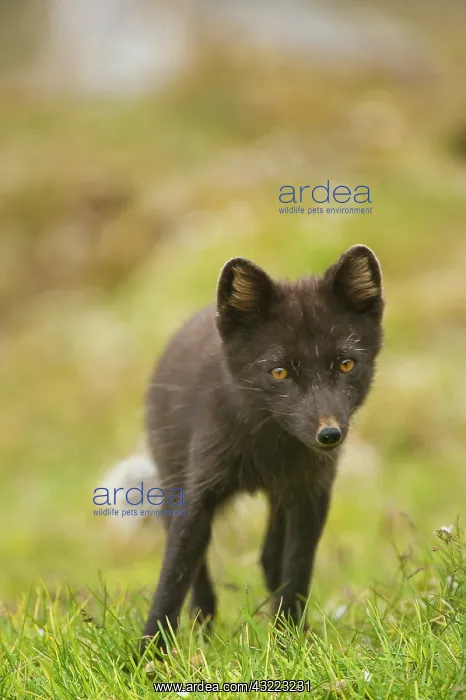 : Norway, western Spitsbergen. Arctic fox : Norway, western Spitsbergen. Arctic fox