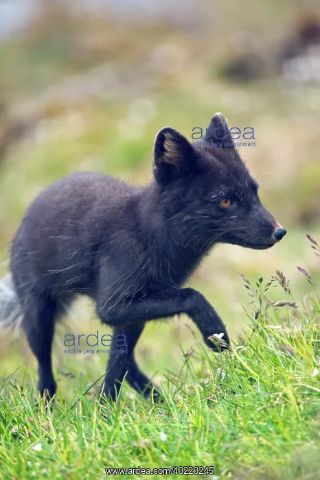 : Norway, western Spitsbergen. Arctic fox : Norway, western Spitsbergen. Arctic fox