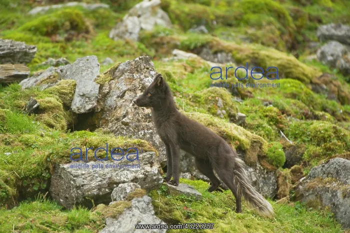 : Norway, western Spitsbergen. Arctic fox : Norway, western Spitsbergen. Arctic fox