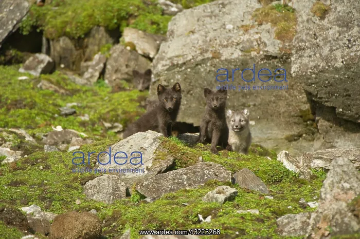 : Norway, western Spitsbergen. Arctic fox : Norway, western Spitsbergen. Arctic fox