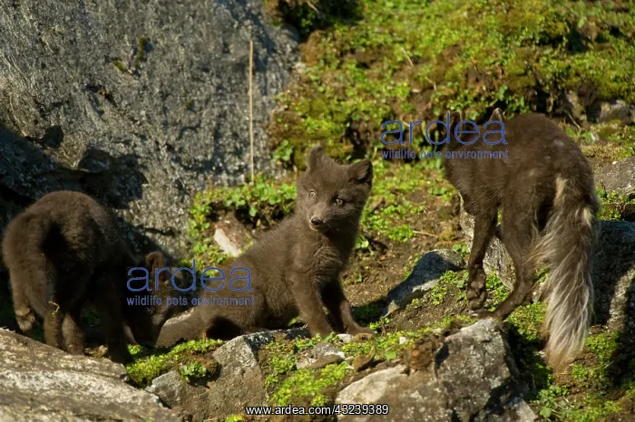: Norway, western Spitsbergen. Arctic fox : Norway, western Spitsbergen. Arctic fox