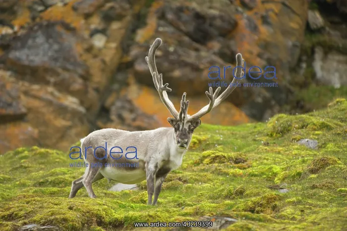 : Norway, western Spitsbergen. Svalbard reindeer : Norway, western Spitsbergen. Svalbard reindeer