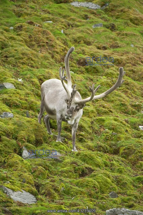 : Norway, western Spitsbergen. Svalbard reindeer : Norway, western Spitsbergen. Svalbard reindeer