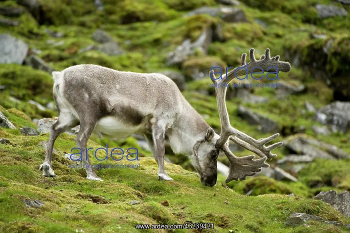 : Norway, western Spitsbergen. Svalbard reindeer : Norway, western Spitsbergen. Svalbard reindeer