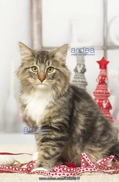  : Norwegian cat indoors