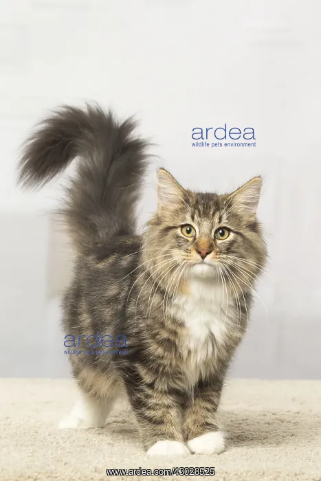 : Norwegian cat indoors : Norwegian cat indoors