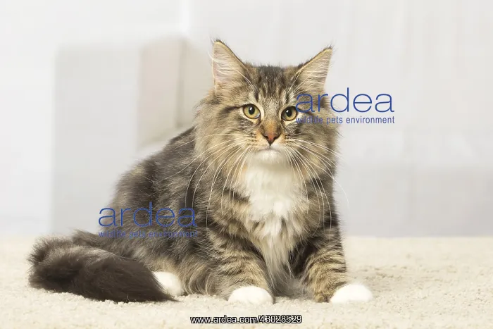 : Norwegian cat indoors