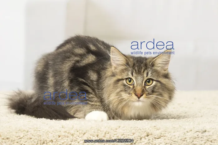  : Norwegian cat indoors