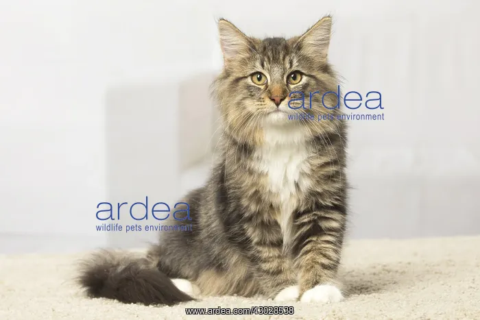  : Norwegian cat indoors