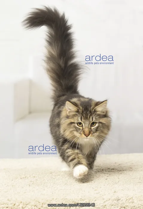 : Norwegian cat indoors : Norwegian cat indoors