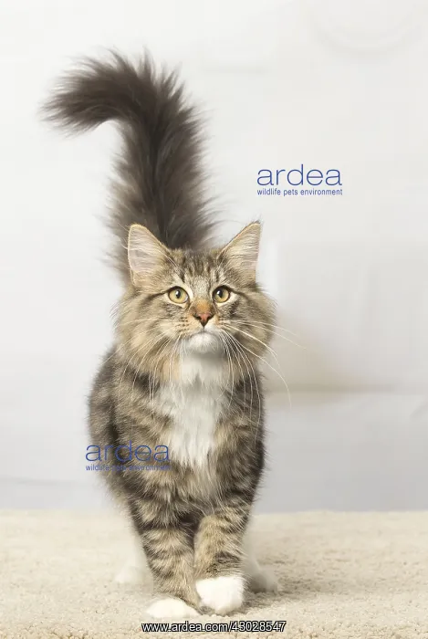  : Norwegian cat indoors