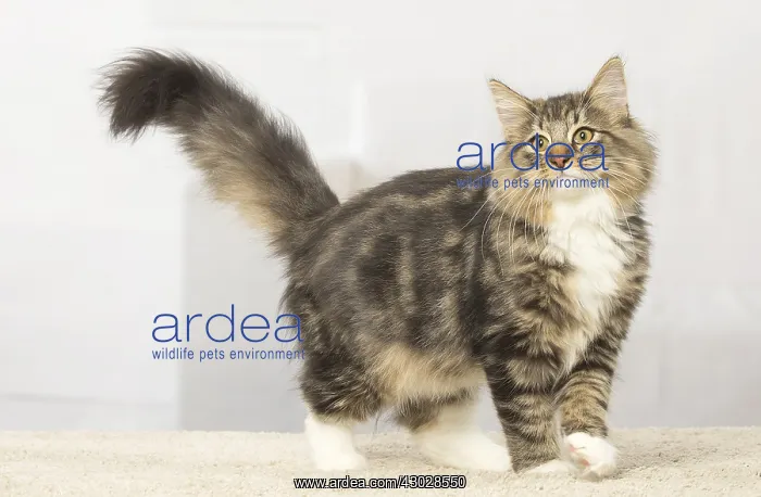  : Norwegian cat indoors