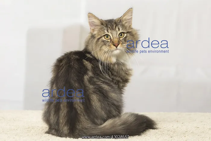  : Norwegian cat indoors
