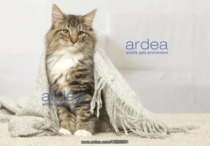 : Norwegian cat indoors : Norwegian cat indoors