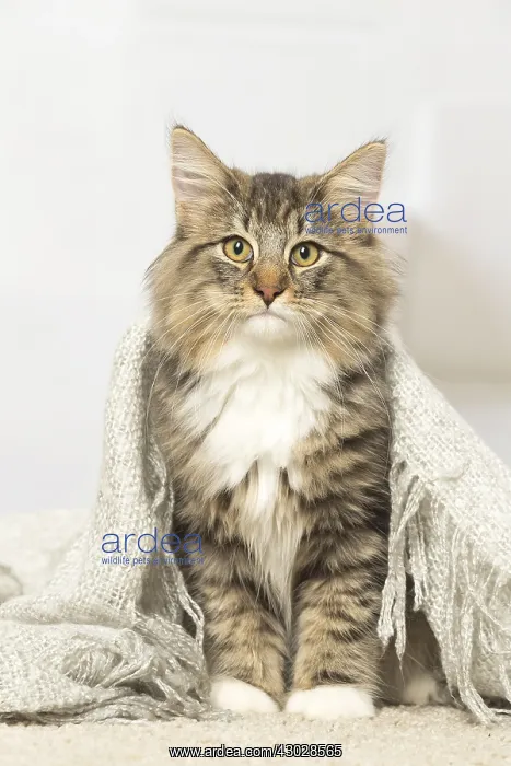 : Norwegian cat indoors : Norwegian cat indoors
