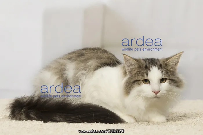  : Norwegian cat indoors