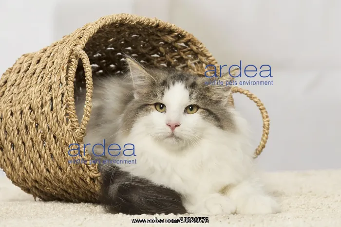 : Norwegian cat indoors : Norwegian cat indoors