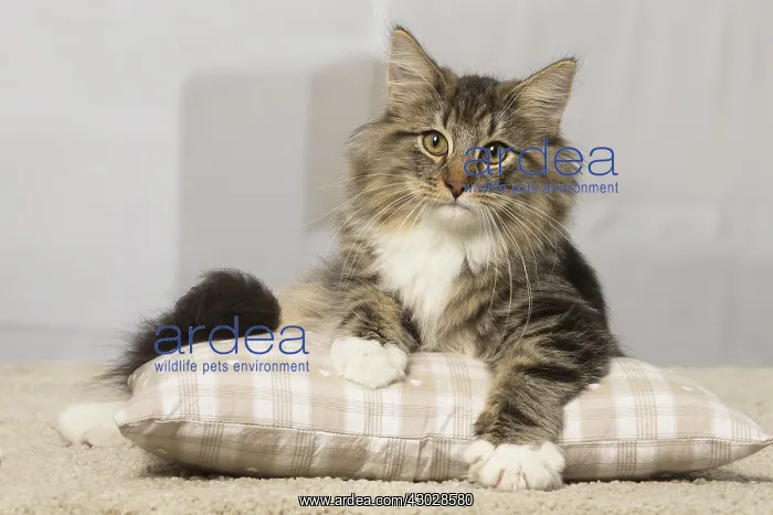  : Norwegian cat indoors