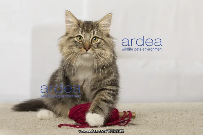 : Norwegian cat indoors : Norwegian cat indoors