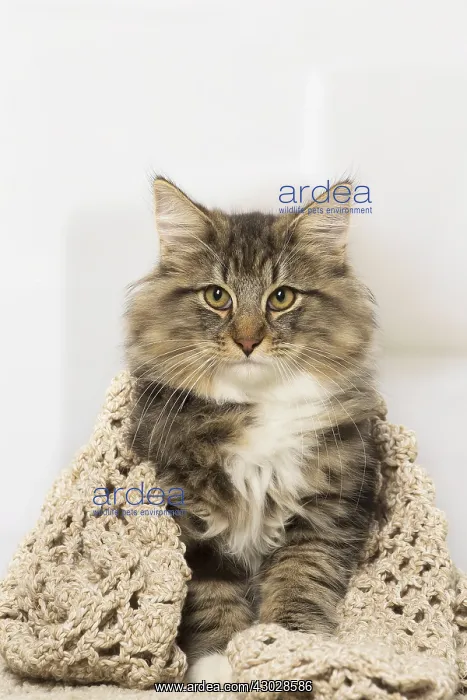  : Norwegian cat indoors