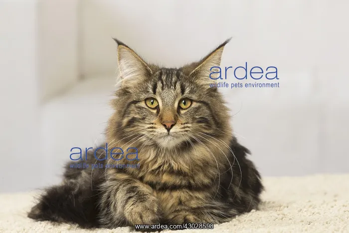  : Norwegian cat indoors