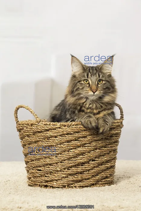 : Norwegian cat indoors : Norwegian cat indoors