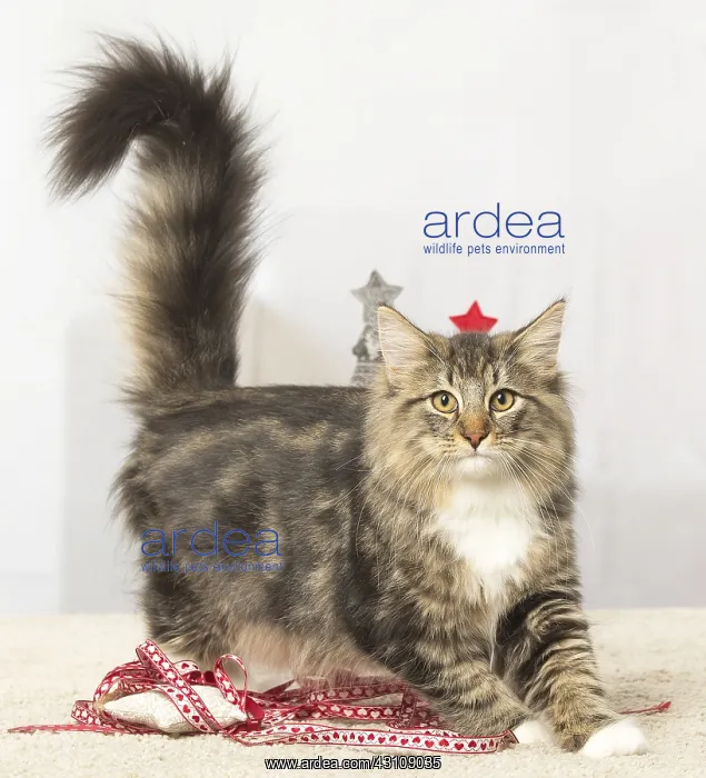 : Norwegian cat indoors : Norwegian cat indoors