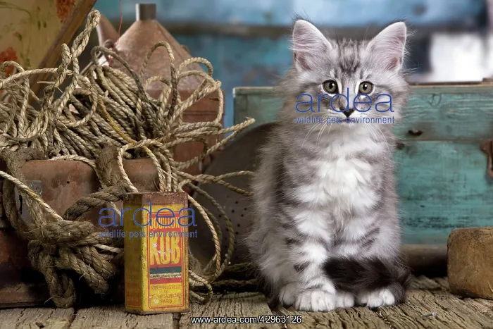  : Norwegian Cat - kitten 10 weeks