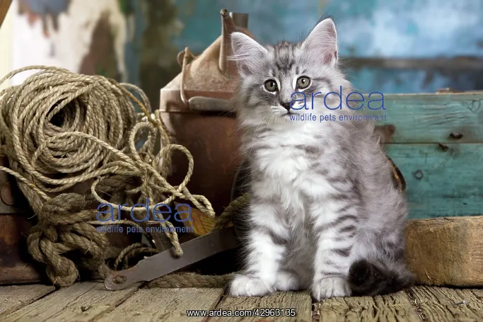  : Norwegian Cat - kitten 10 weeks