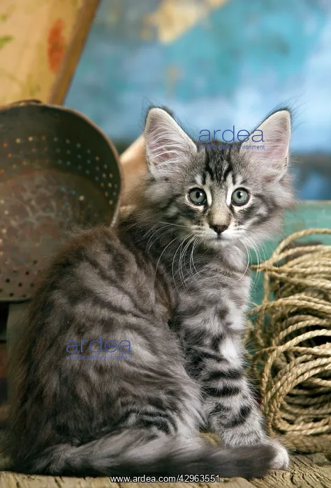  : Norwegian Cat - kitten at 10 weeks
