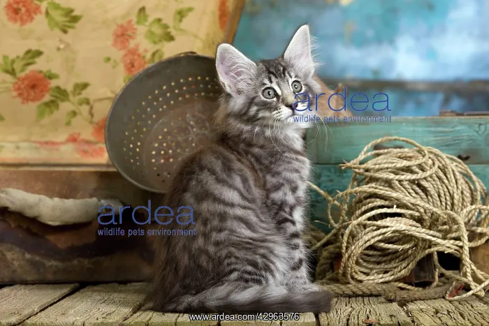  : Norwegian Cat - kitten at 10 weeks