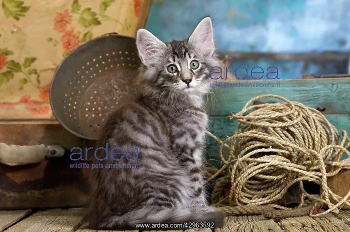  : Norwegian Cat - kitten at 10 weeks