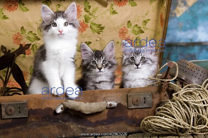  : Norwegian Cat - kittens at 10 weeks