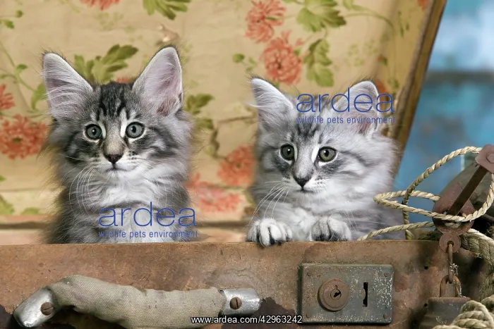  : Norwegian Cat - kittens at 10 weeks