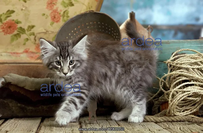  : Norwegian Cat - kittens at 10 weeks