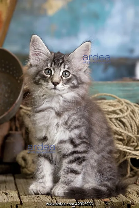  : Norwegian Cat - kittens at 10 weeks