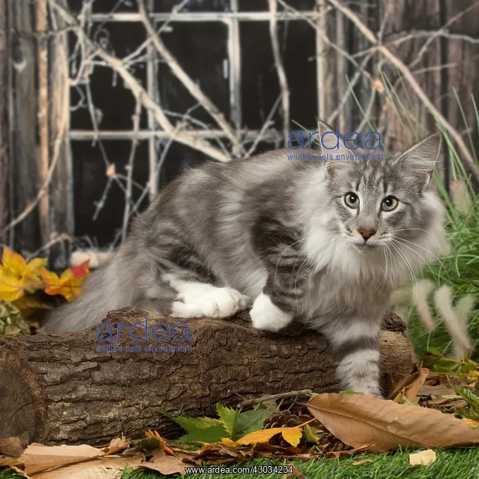  : Norwegian cat outdoors in autumn