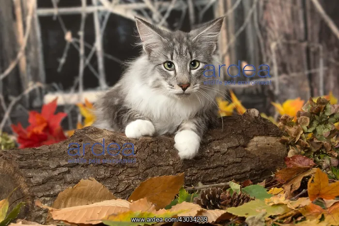 : Norwegian cat outdoors in autumn : Norwegian cat outdoors in autumn