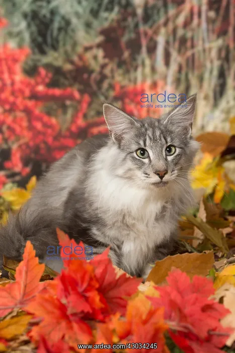  : Norwegian cat outdoors in autumn