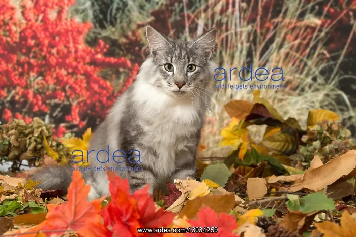  : Norwegian cat outdoors in autumn
