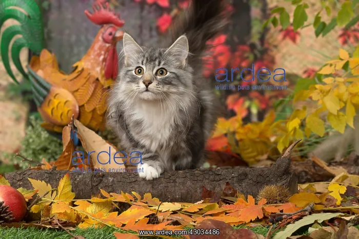  : Norwegian cat outdoors in autumn
