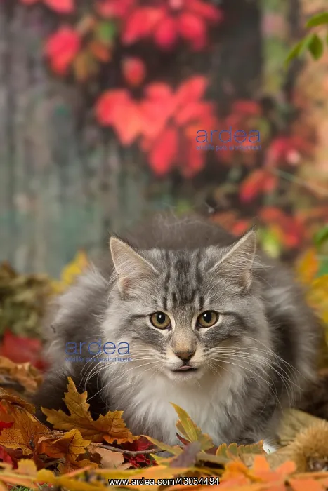  : Norwegian cat outdoors in autumn