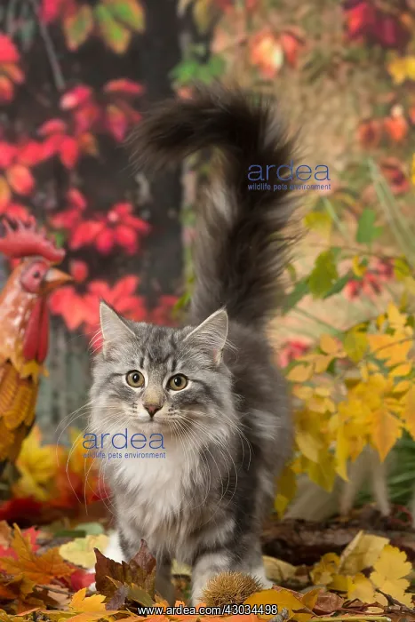  : Norwegian cat outdoors in autumn