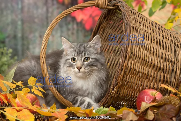 : Norwegian cat outdoors in autumn : Norwegian cat outdoors in autumn