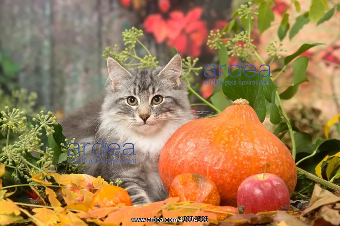 : Norwegian cat outdoors in autumn : Norwegian cat outdoors in autumn