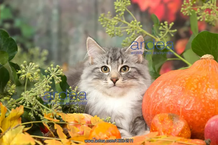 : Norwegian cat outdoors in autumn : Norwegian cat outdoors in autumn